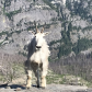 Idaho Panhandle National Forests