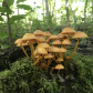 Wayne National Forest