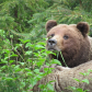 Tongass National Forest