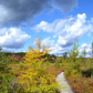 Chequamegon-Nicolet National Forest