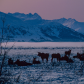 Chugach National Forest