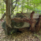 Allegheny National Forest