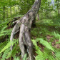 Allegheny National Forest