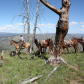 Bridger-Teton National Forest