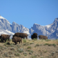 Grand Teton National Park