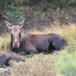 Bridger-Teton National Forest