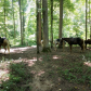 Wayne National Forest