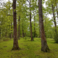 Wayne National Forest
