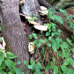Wayne National Forest