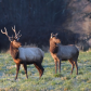 Julia Butler Hansen Refuge for The Columbian White-tailed Deer 