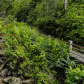 El Yunque National Forest