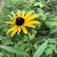 Wayne National Forest