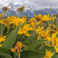Bridger-Teton National Forest