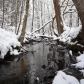 Manistee National Forest
