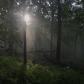 Allegheny National Forest