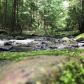 Allegheny National Forest