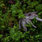 El Yunque National Forest