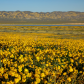 Carrizo Plain National Monument