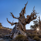 Inyo National Forest