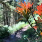 Hellroaring Trail 