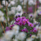Midewin National Tallgrass Prairie
