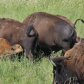 Midewin National Tallgrass Prairie