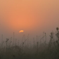 Midewin National Tallgrass Prairie