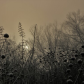 Midewin National Tallgrass Prairie