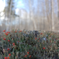 Chequamegon-Nicolet National Forest