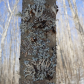 Chequamegon-Nicolet National Forest