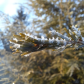 Chequamegon-Nicolet National Forest