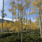 Fishlake National Forest