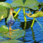 Everglades National Park