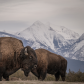 National Bison Range
