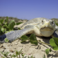 Padre Island National Seashore
