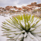 Joshua Tree National Park 