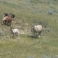 Theodore Roosevelt National Park