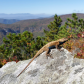 Pisgah National Forest