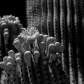 Saguaro National Park