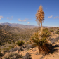 Joshua Tree National Park