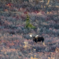  Denali National Park & Preserve