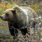  Denali National Park & Preserve